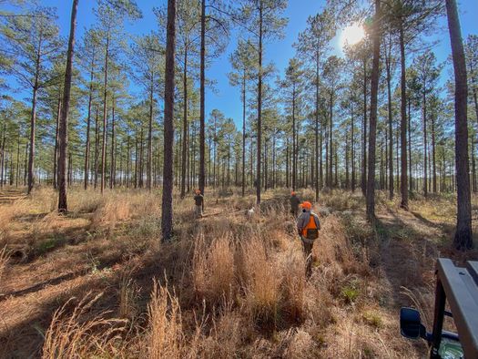 Land for Sale in Alabama between 60 and 70 Acres 171 Properties