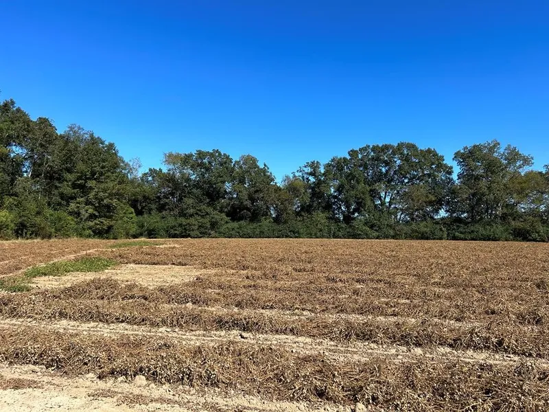 10 779 -AC LOT 12 WILLIE VARNUM RD/D HODGE RD  