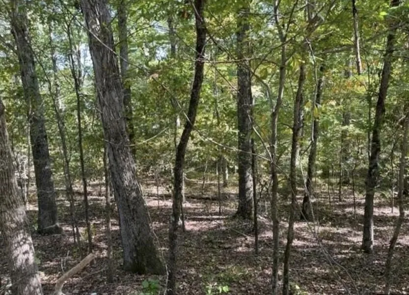 19 DOGWOOD  