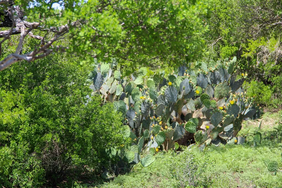 Ranch Property for sale in Medina County, Texas