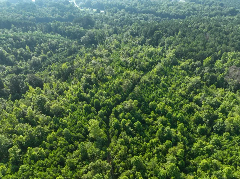 Hunting Land for sale in Cleburne County, Alabama